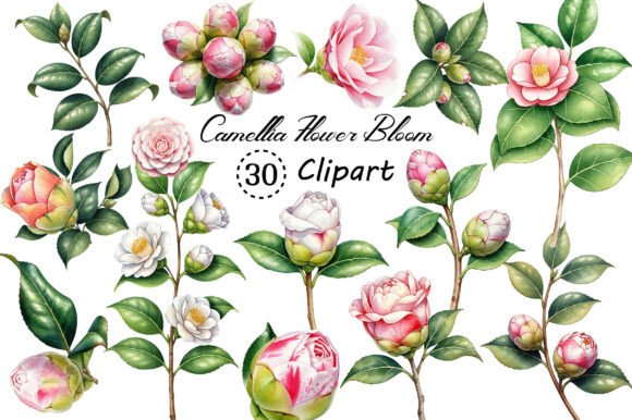 Download Camellia Flower Bloom PNG Clipart - Png Collection