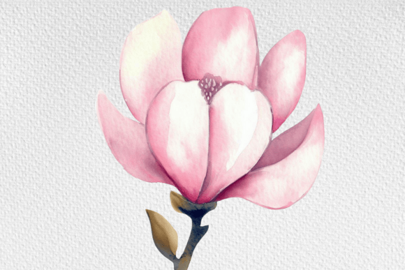 Download Watercolor Magnolia Flower Clipart PNG - Png Collection